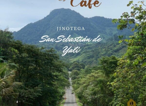 Jinotega es uno de los departamentos mas representativos en el cultivo de café con aproximado del 48% de la producción nacional y destacando por su altura y zonas privilegiadas además de contar con paisajes que contribuyen a la maravilla de un ecosistema que amigable con la tierra y sus cultivos.